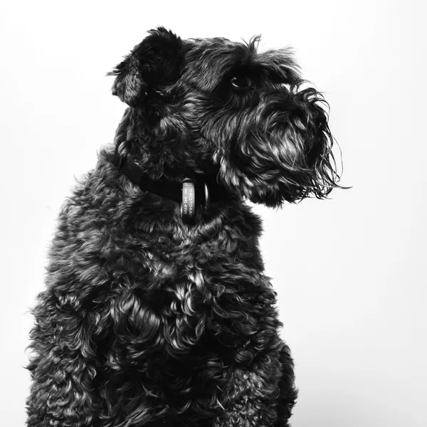 Archie, Office Dog at RedSeed